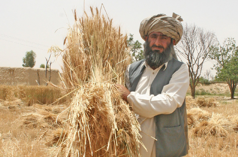 pakistan farmer